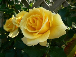 つるゴールドバニー(大苗予約)7号鉢植え つるバラ バラ苗