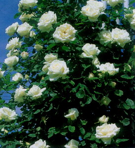 tEEJ[EhVLic\j7A o oc