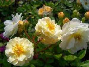 MX[kEhDEtFShic\j7A o oc