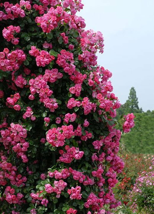 楽天市場 アンジェラ 大苗予約 7号鉢植え つるバラ バラ苗 大神ファーム