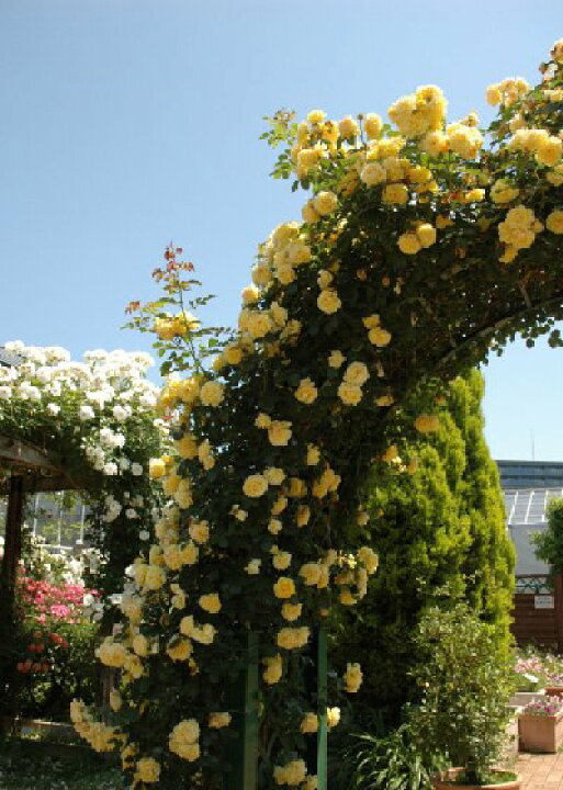 楽天市場 つるゴールドバニー 大苗 7号鉢植え つるバラ バラ苗 大神ファーム