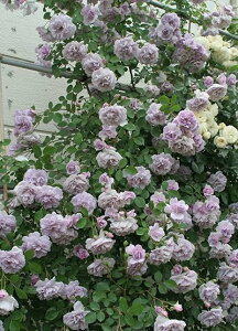 Cj[u[ic\j7A o oc s_ѐY o^itPVP