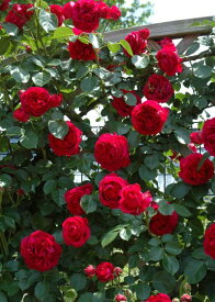 ルージュ・ピエール・ドゥ・ロンサール（大苗予約）7号鉢植え　つるバラ　バラ苗　《農林水産省　登録品種》