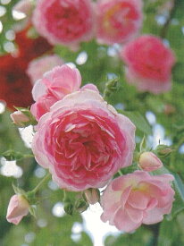 ジャスミーナ（大苗予約）7号鉢植え　つるバラ　バラ苗　《農林水産省　登録品種》