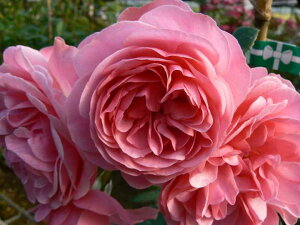 IihE_EB`iVcj7A o oc