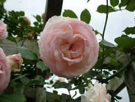 ニュードーン（大苗予約）7号鉢植え　つるバラ　バラ苗　バラの殿堂入り