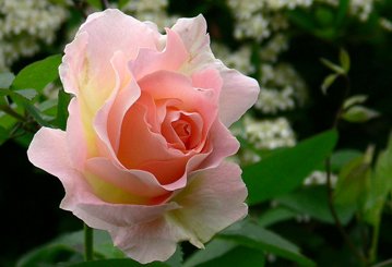 バラ苗つるバラロココ