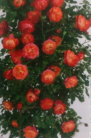 ソレイユ・ロマンティカ（大苗予約）7号鉢植え　つるバラ　　バラ苗　《農林水産省　登録品種》