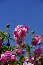 スパニッシュビューティー（新苗）7号鉢植え　つるバラ　　バラ苗