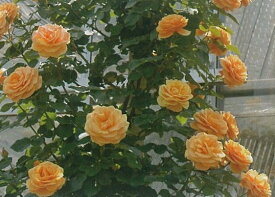 スター・チェイサー（大苗）7号鉢植え　つるバラ　バラ苗