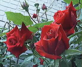 アンクル・ウォルター（大苗）7号鉢植え　つるバラ　バラ苗