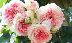 A~E}eBJic\j7A o oc s_ѐY o^it