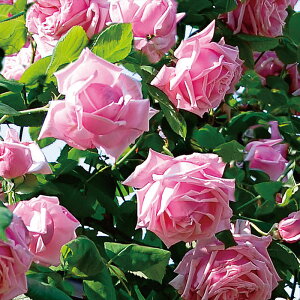 郉EtXic\j7A o oc