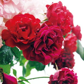 ダブリン・ベイ（大苗予約）7号鉢植え　つるバラ　バラ苗