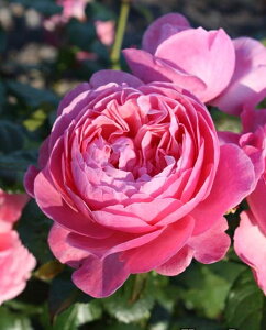 Pi[Et[ic\j7A o oc s_ѐY o^it