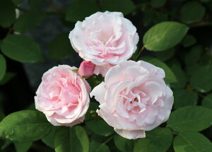 キャスリーン・ハロップ(大苗予約)7号鉢植え 半つる 中輪 バラ苗