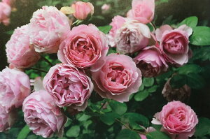 AgjIEKEfBic\j7A o oc