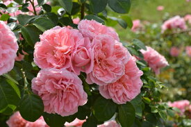 桜衣（さくらごろも）（大苗）7号鉢植え　返り咲き　つるバラ　バラ苗　《農林水産省　登録品種》