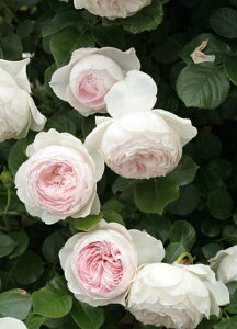 NXeBA[iic\j7A o oc s_ѐY o^it