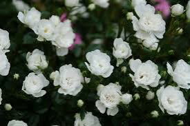 雪あかり（大苗予約）7号鉢植え　つるバラ　白花　バラ苗　《契約品種》