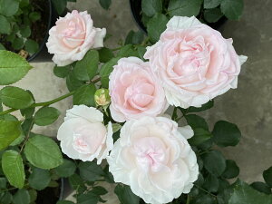 クンツァイト(大苗予約)7号鉢植え つるバラ バラ苗 《農林水産省 登録品種》