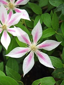 N}`X 'Ah_' nFpeXn V}炫 12cm|bg