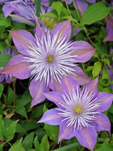 N}`X 'tFA[Eu[' nFpeXn V}炫