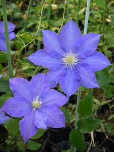 N}`X 'H.F.O' nFpeXn V}炫 12cm|bg