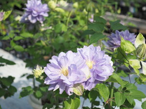 N}`X 'Ă̂Ƃf@nFpeXn@12cm|bgs\c@2026N2t