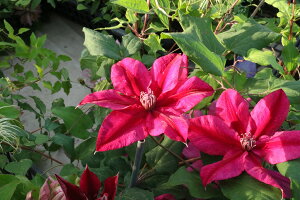 N}`X 'Î_ςG߁f@nFt_n@12cm|bg@ÓN}`XIWis\c@2026N2t