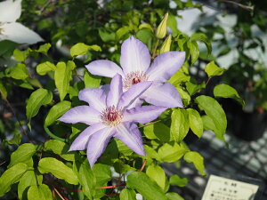 �N���}�`�X�@�f�v���o���`�J�f�@�n���F�W���b�N�}�j�[�n�@�h�����@12cm�|�b�g�s�\��c�@2026�N2���t