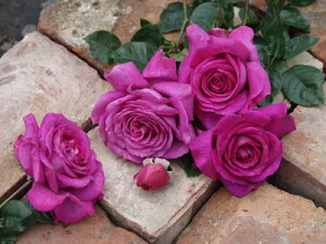 Vg[YEhDEpic\j7A fo[iDelbardj t`[Y lG炫 oc s_ѐY o^it