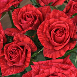 レッド・インテューション(大苗予約)7号鉢植え デルバール(Delbard) フレンチローズ 四季咲き バラ苗 《農林水産省 登録品種》