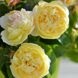 Vg[EhDEVxj[ic\j7A fo[iDelbardj t`[Y lG炫 oc s_ѐY o^it