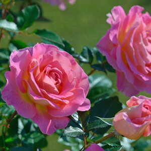 sNEp_CXic\j7A fo[iDelbardj t`[Y lG炫 oc s_ѐY o^it