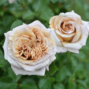 EfEK[iVcj7A fo[iDelbardj t`[Y lG炫 oc s_ѐY o^it