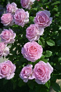 アローム・ディヴァン(大苗予約) 7号鉢植え デルバール(Delbard) フレンチローズ 四季咲き バラ苗 《種苗登録出願中》
