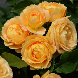 ラ・ドルチェ・ヴィータ(大苗予約)7号鉢植え デルバール(Delbard) フレンチローズ バラ苗 《農林水産省 登録品種》 四季咲き