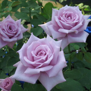 }~[Eu[ic\j7A fo[iDelbardj t`[Y lG炫 oc s_ѐY o^it