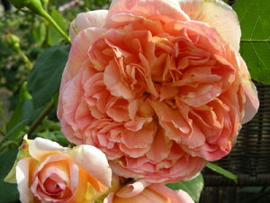 psEfo[ic\j7A o fo[iDelbardj t`[Y lG炫 oc s_ѐY o^it