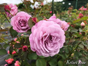 あいの風(あいのかぜ)(大苗予約)7号鉢植え バラ苗 シュラブローズ 《農林水産省 登録品種》