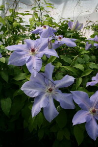 N}`X 'AeBGf@nF炫֌n@12cm|bg