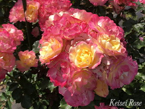 シトリン・ルージュ(大苗予約)7号鉢植え バラ苗 四季咲き中輪房咲き系(フロリバンダローズ) 《農林水産省 登録品種》