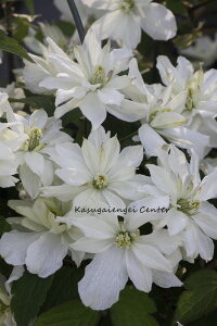 N}`X 'O[EACYf@nF^in@12cm|bg