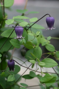 N}`X 'Wof@nFBIin@12cm|bg