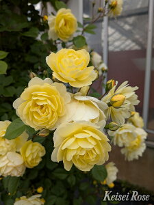 レモン・シルエッタ(大苗予約)7号鉢植え バラ苗 つるバラ シルエッタシリーズ コルデス 《農林水産省 登録品種》