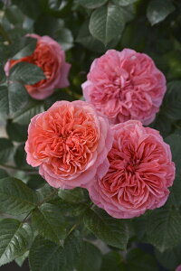 Ctic\j7A@oc@TEIGeBX vObVIV[Y sco^o蒆t