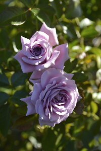 G^[ic\j7A@oc@TEIGeBX vObVIV[Y sco^o蒆t