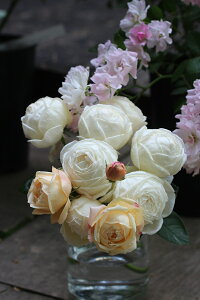 }h[kEtFCGic\j7A Ԃ炫 M[ЁEtX GUILLOT oc s_it