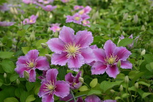 N}`X 's[f@nF炫֌n@12cm|bg